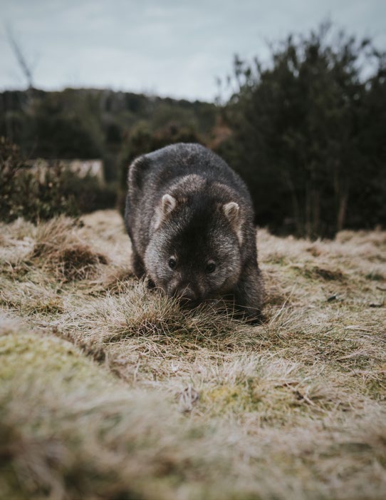 wombat.
