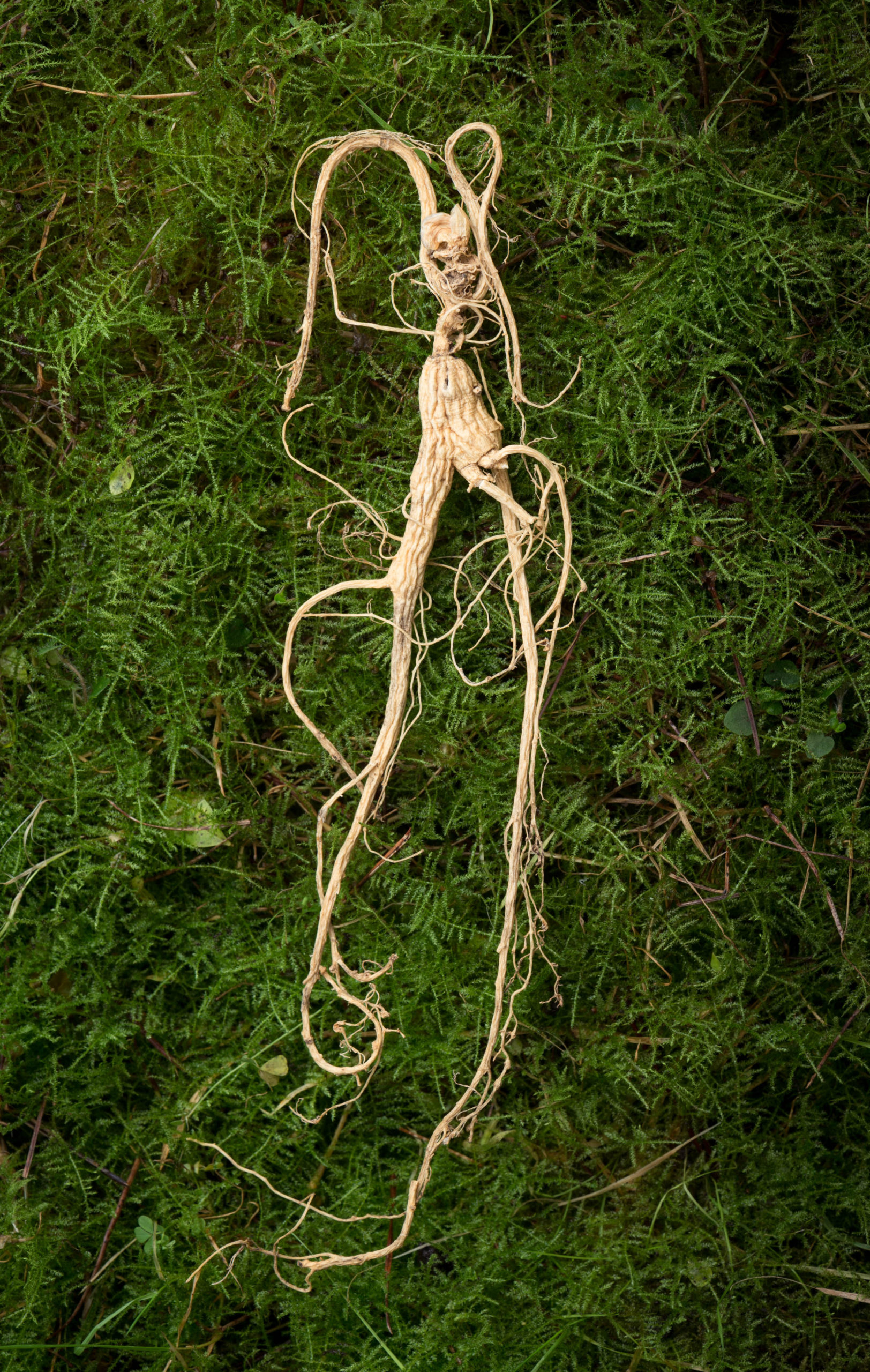 Dried ginseng root. / Photos: Tim Chen.