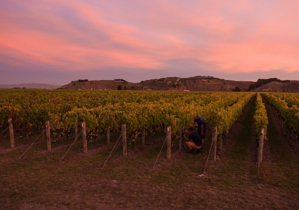 Craggy Range, Gimblett Gravels Syrah block, home of Le Sol.