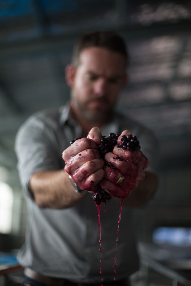 Squeezing grapes at Matua Wines in Marlborough.
