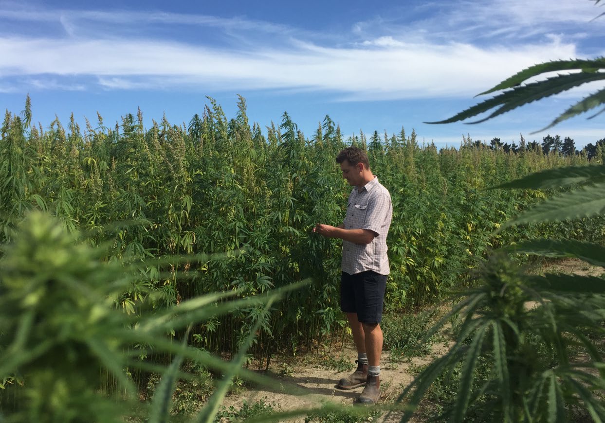 James Thomas stands amongst his hemp crop at Longbeach Estate in Canterbury.