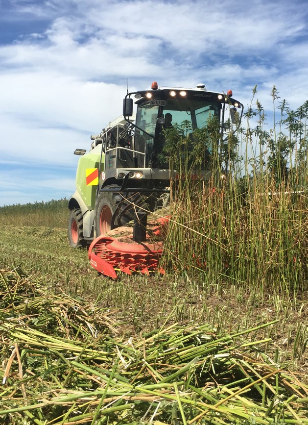 Carrfields’ hemp harvester (the only one of its kind in the Southern Hemisphere) motors through crop at a mid-Canterbury farm.