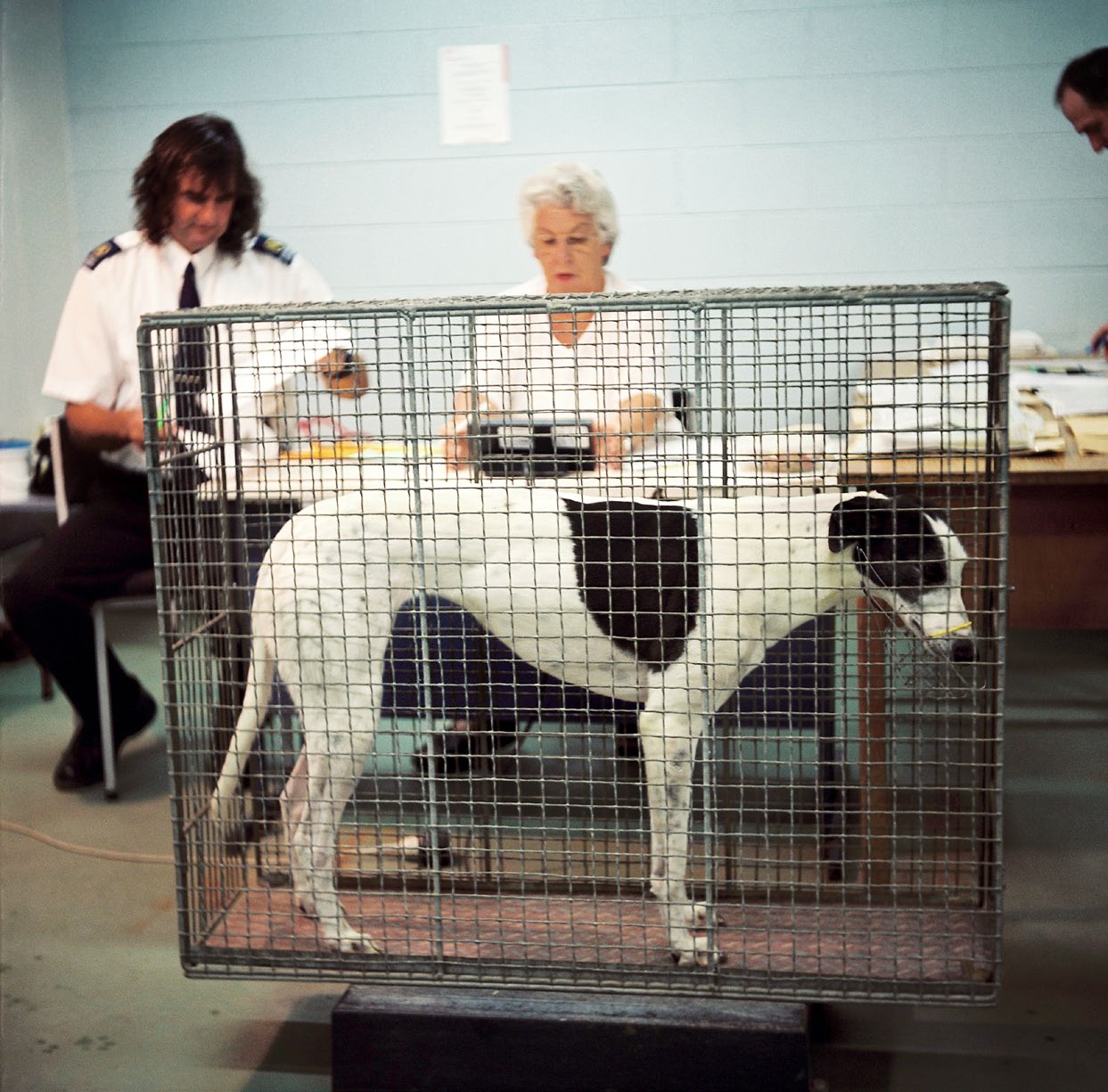 Greyhound being weighed