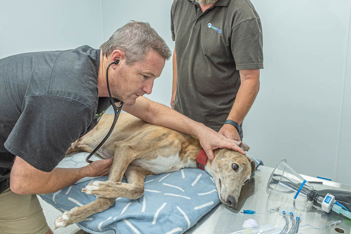 Kennel manager Anthony Stone observes as Charlie Georgetti, a veterinarian at Riverbank Vets, performs a health check to prepare the greyhound for adoption.