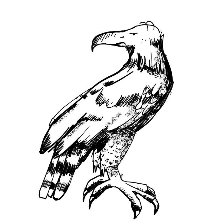 Haast's eagle illustration.