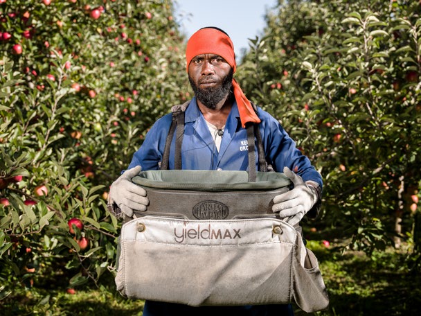 An RSE worker from the Solomon Islands, picking Jazz apples, Hastings.
