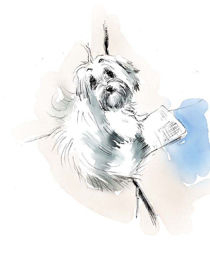 Illustration of white dog reading.