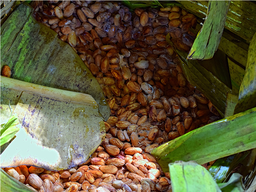 Beans fermenting under banana and palm leaves.