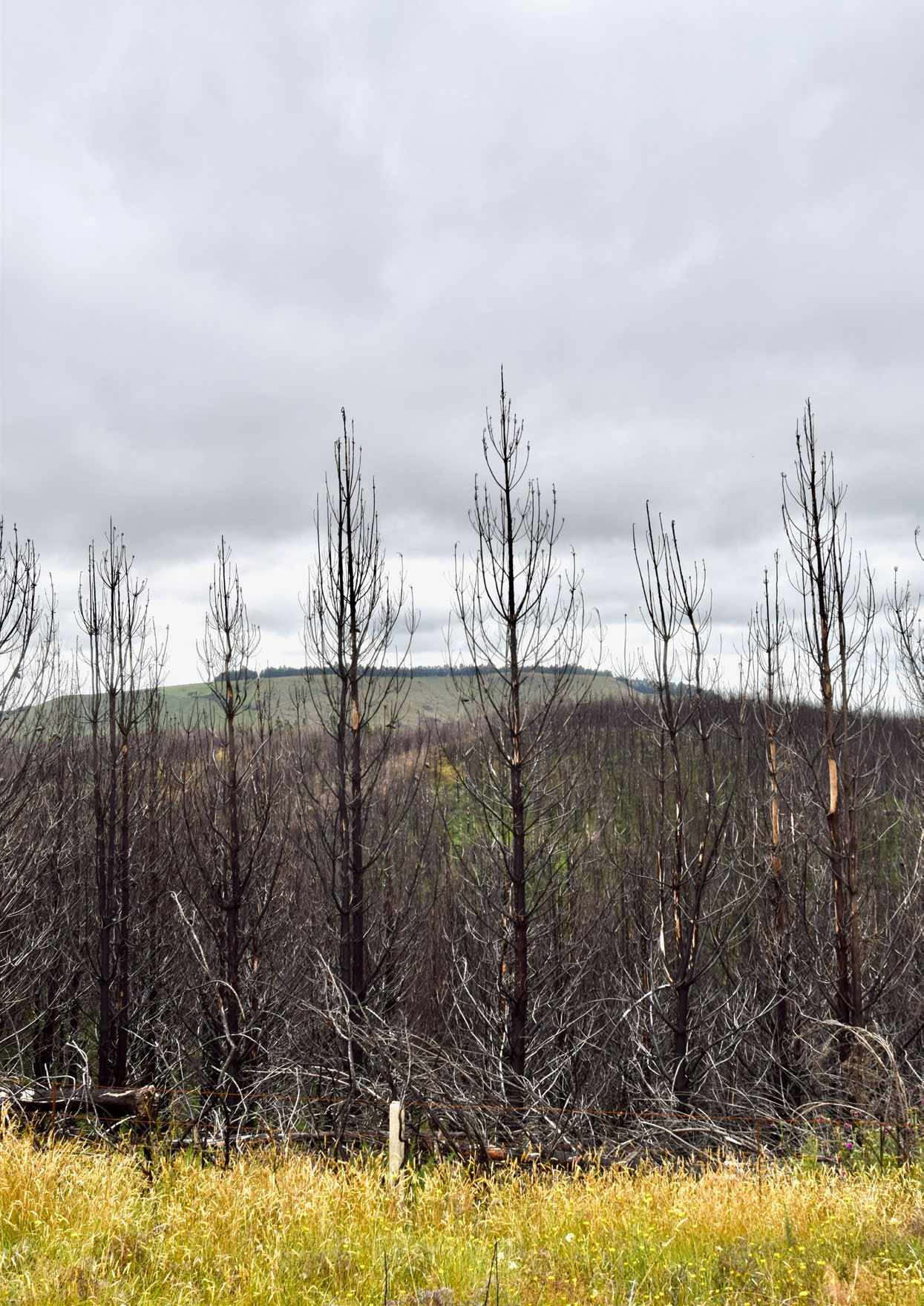 Photo of Fairview forest after the fire.