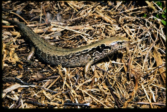 McGregor's skink