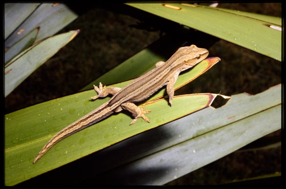 Goldstripe gecko