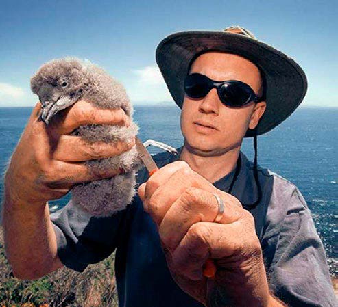 Author holding a diving petrel chick