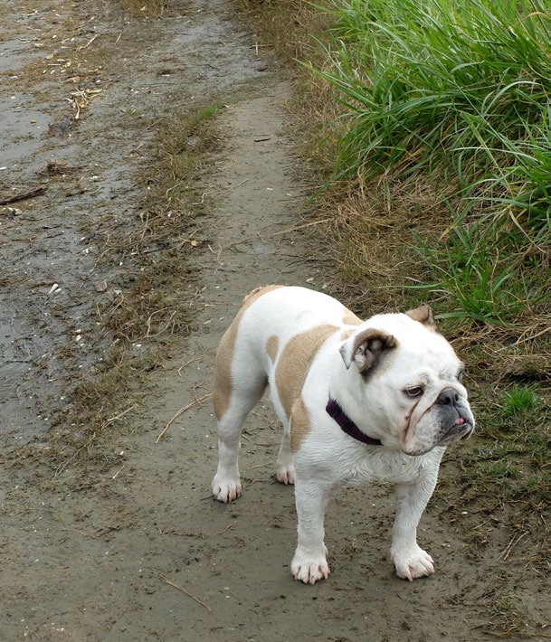 Lula the British bulldog