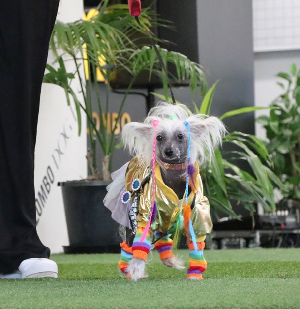 Contestant 8 of the Colombo dog show
