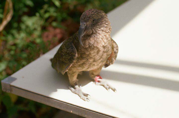 Photo of Kia (bird)