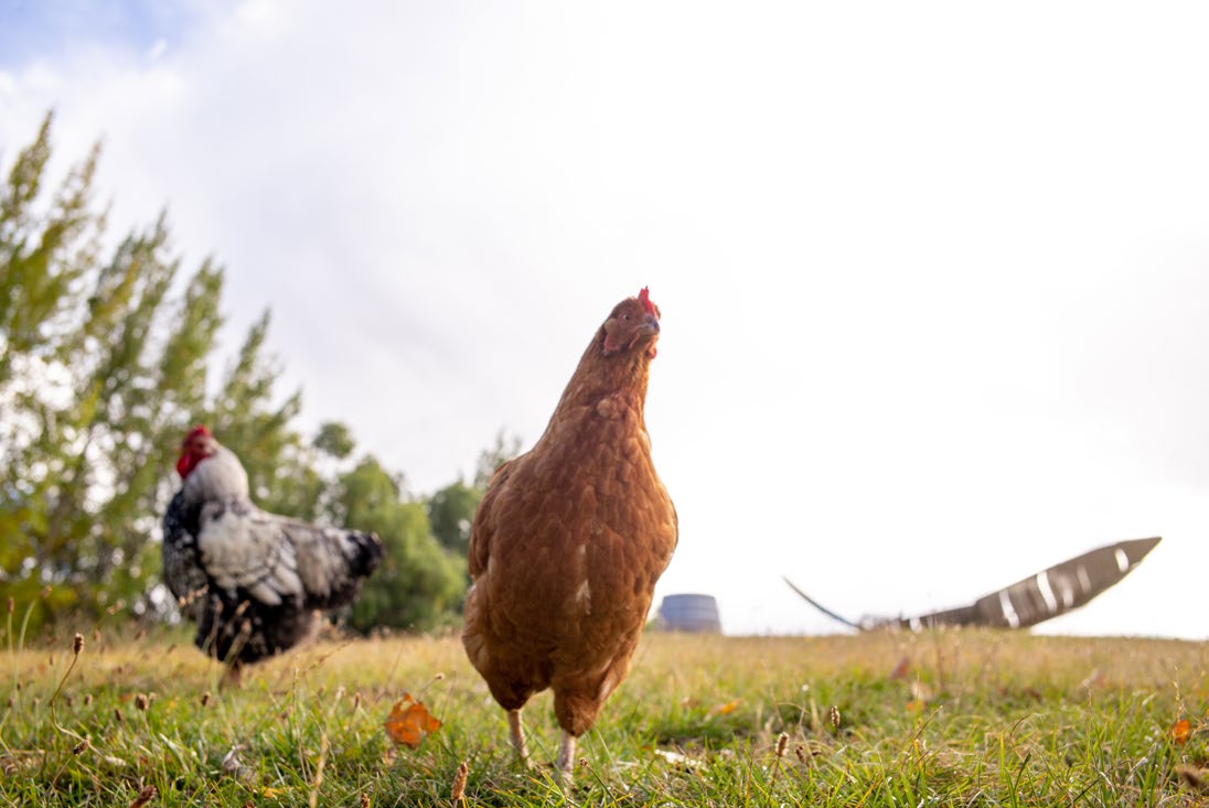 photo of chickens