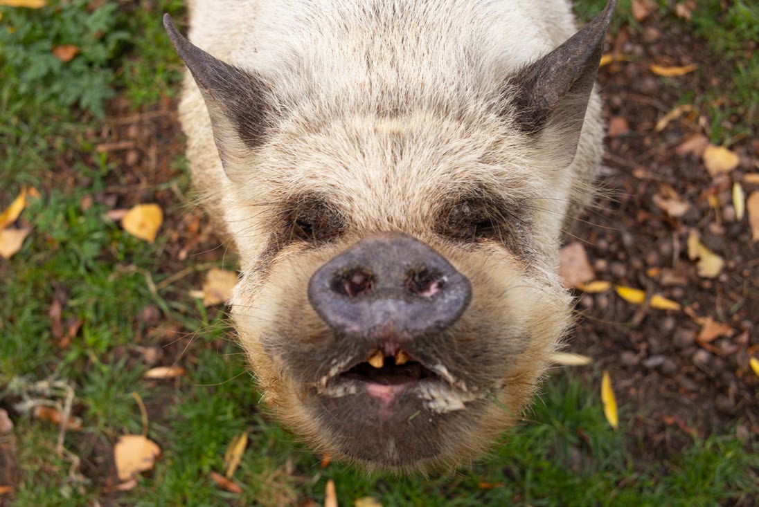 Angelica the kunekune pig