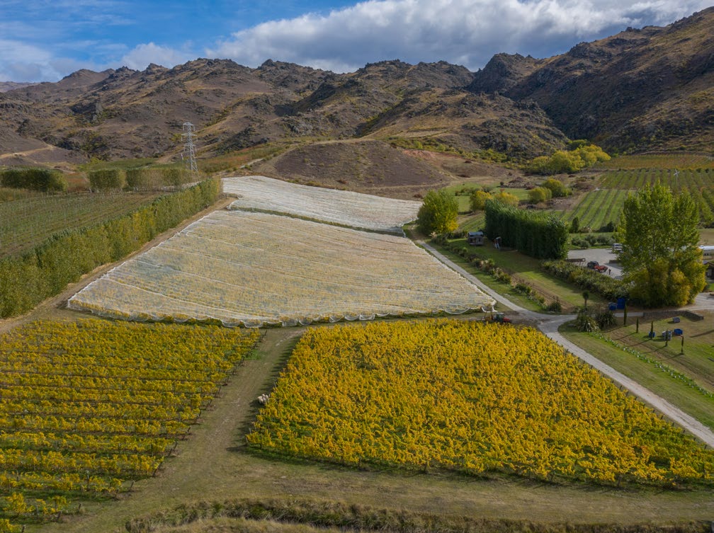 photo of vineyard