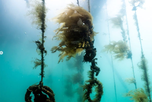 lab grown kelp underwater