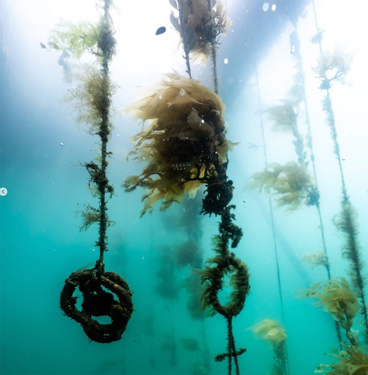 lab grown kelp underwater